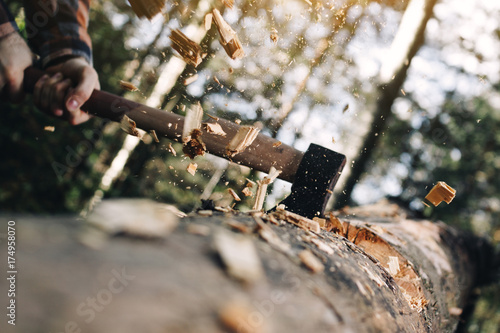 Strong lumberjack cuts tree, wood chips fly apart