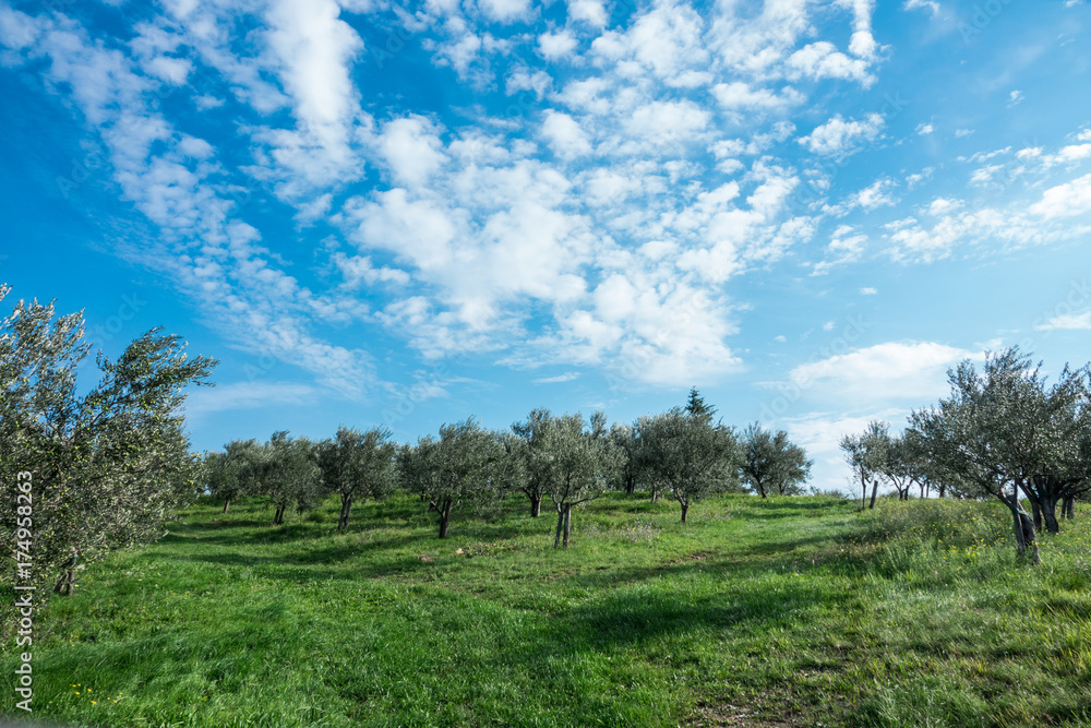 Olive trees with many green fruits on blue sky background