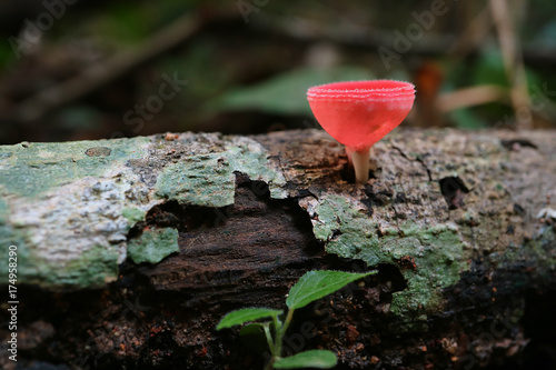 Red Cup Fungi or Sarcoscypha Coccinea Growing on the Timber, Rain Forest in Thailand 
