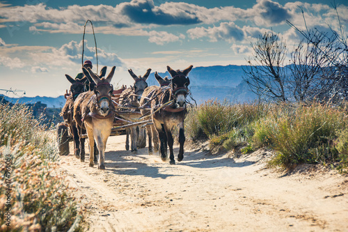 Donkeys pulling a cart filled with tourists' luggage trot down a dirt road in the Cederberg Wilderness Area, South Africa