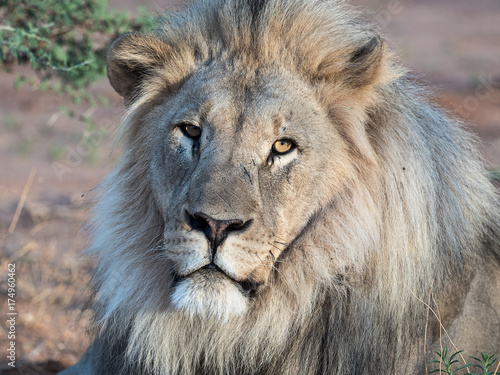 portrait of the lion