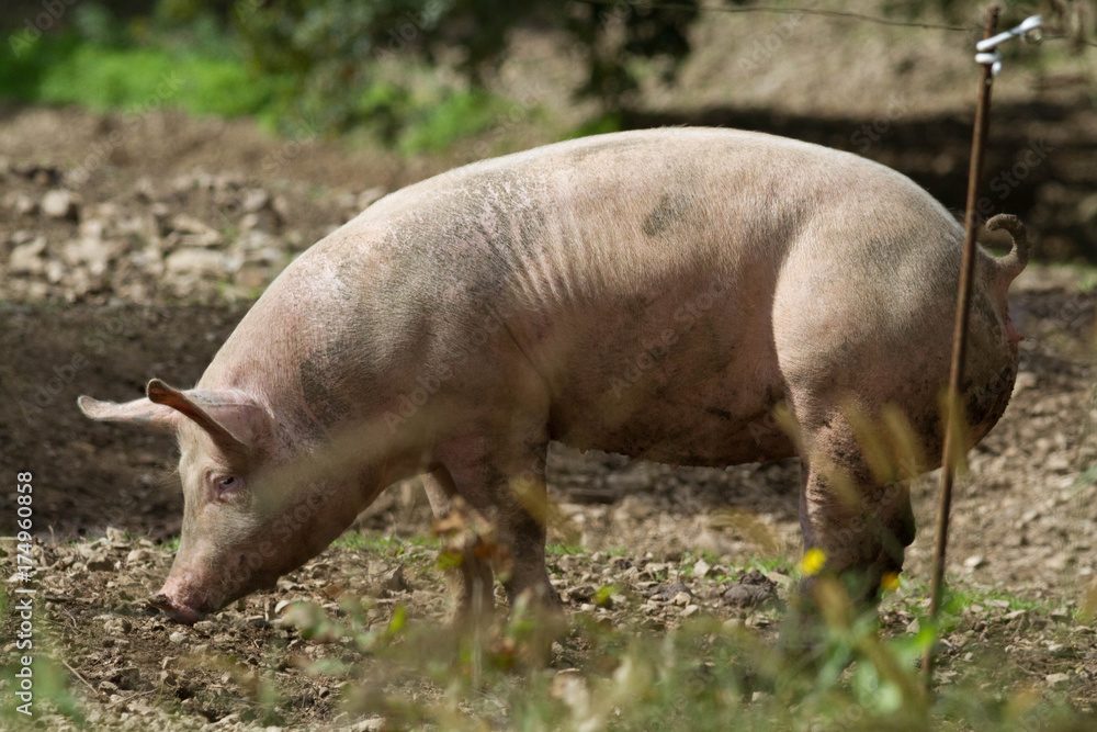 cochon cochon