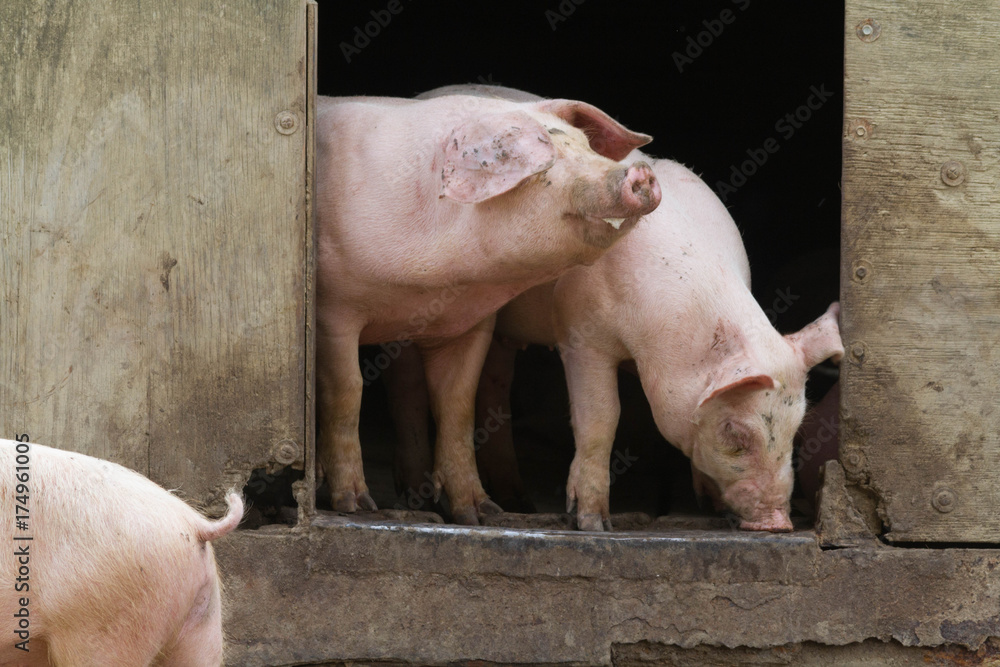 cochon cochon