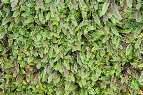 Cotula leptinella potentillina many green plant background photo
