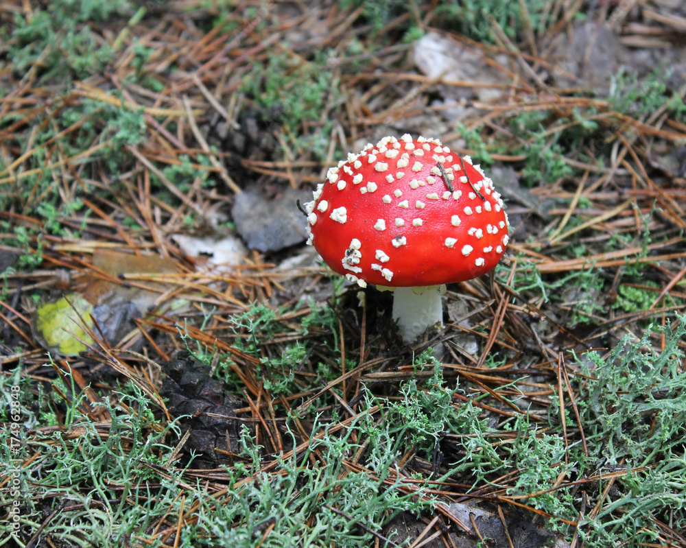 Fliegenpilz im Herbstwald Fliegenpilz im Herbstwald