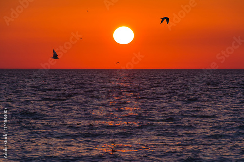 The sea and flying seagulls on the background of sunset © dr_verner