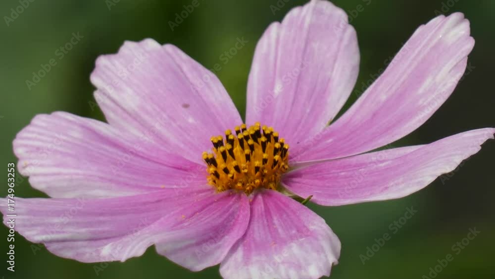 Flower Swaying In the Wind - Garden Cosmos (Cosmos Bipinnatus)