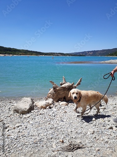 Lac au bois flotté et chien