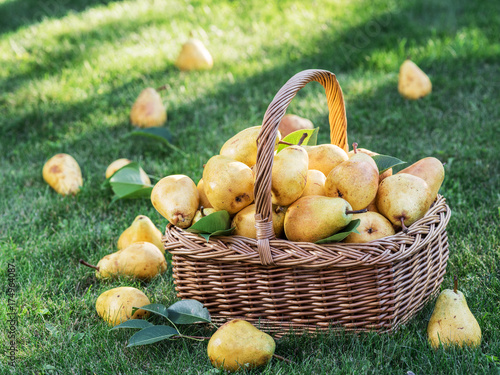 Ripe pears in the basket on the green grass.