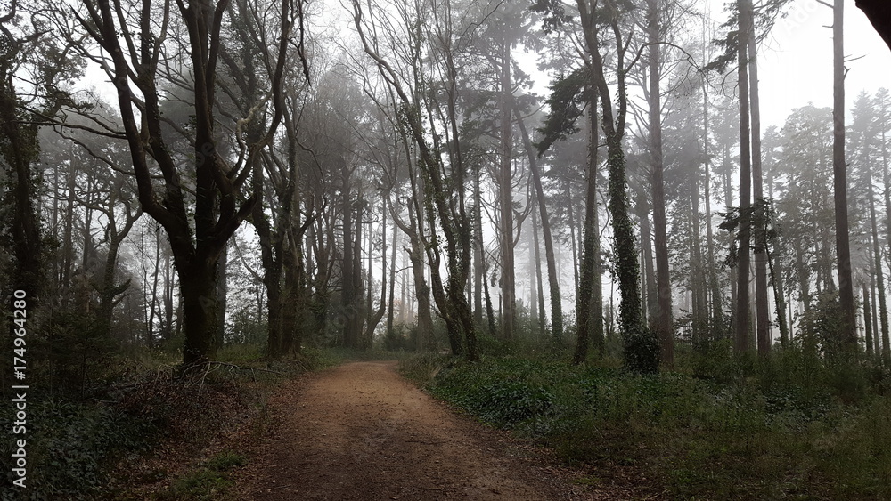 Naklejka premium Nevoeiro na floresta
