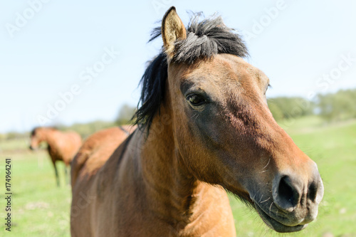 Wallpaper Mural Horses on a green meadow Torontodigital.ca