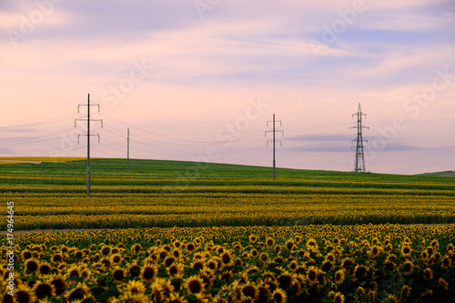 Sunflowers field at sunset