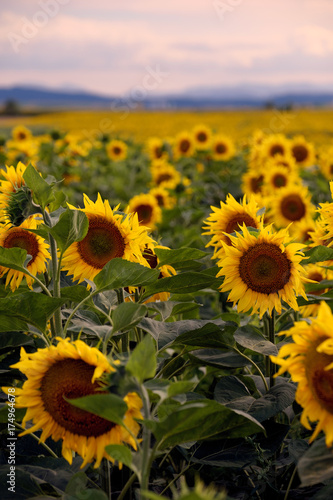 Beautiful sunflowers at sunset