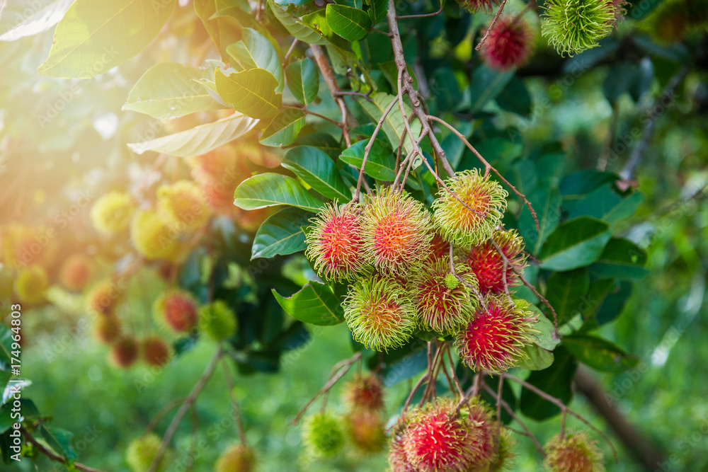 rambutan farm rambutan farm