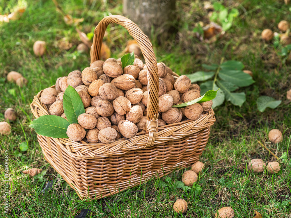 Walnut harvest. Walnuts in the basket on the green grass. Walnut harvest. Walnuts in the basket on the green grass.