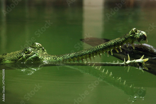 The gharial (Gavialis gangeticus), also known as the gavial, and the fish-eating crocodile,portrait