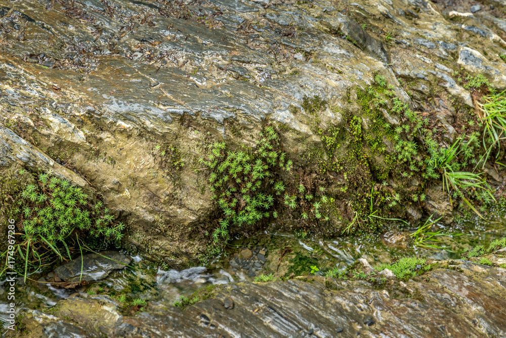 Small riverside plants growing on rock