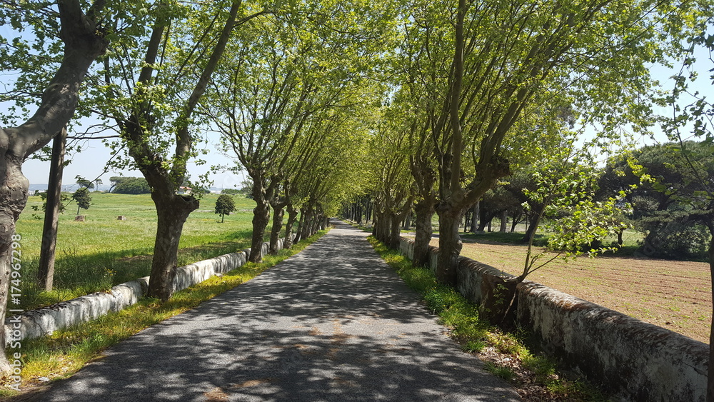 Caminho com árvores 