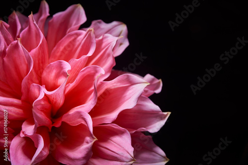 Obraz na płótnie pink big flowers dahlias on a black background with a contrast light