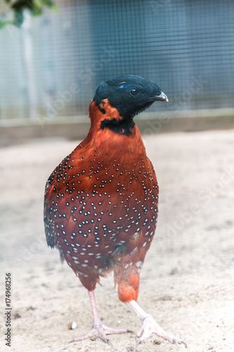 Tragopan pheasant full front view photo