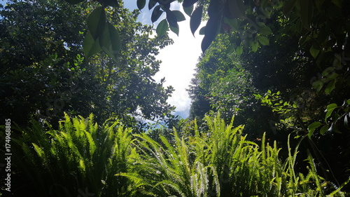 Floresta
