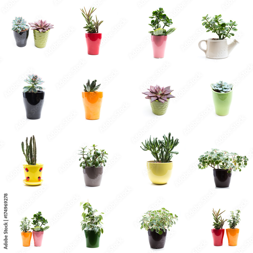 set of flowers in pots isolated on white set of flowers in pots isolated on white