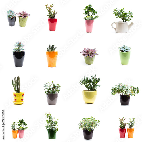 set of flowers in pots isolated on white