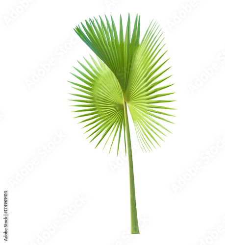 Palm leaf of tropical plant isolated on white
