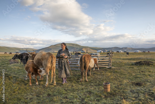 mongolian woman with her cows in a landscape of northern mongolia