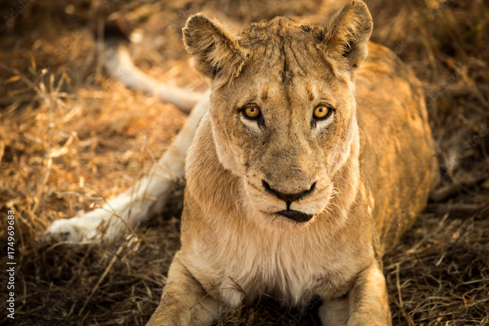 Naklejka premium Lioness