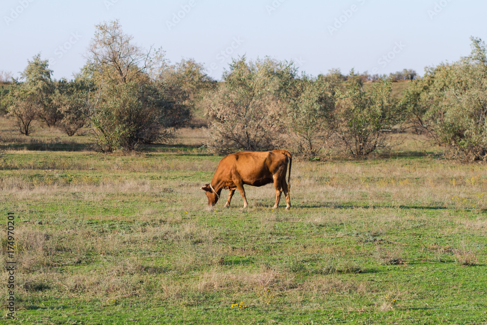 Cows herd in summer meadow, cows grazing in the grass. Cows herd in summer meadow, cows grazing in the grass.