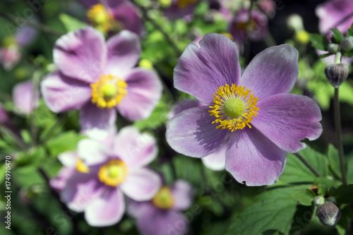 Anemone hupehensis japonica, Japanese anemone, thimbleweed windflower in bloom with foliage