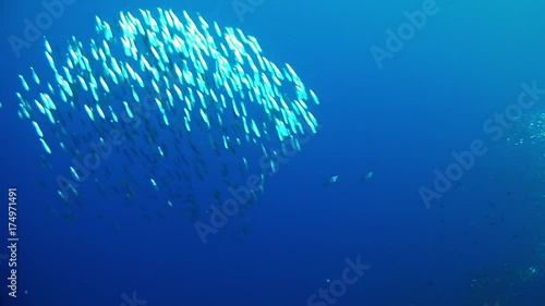 Marine life - School of little fishes sardines - Fish baitball photo