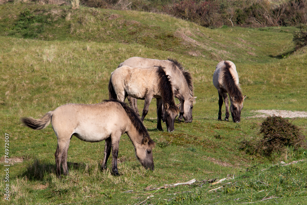 konik horses grazing in nature reserve Oranjezon, Walcheren, Zeeland, Netherlands
