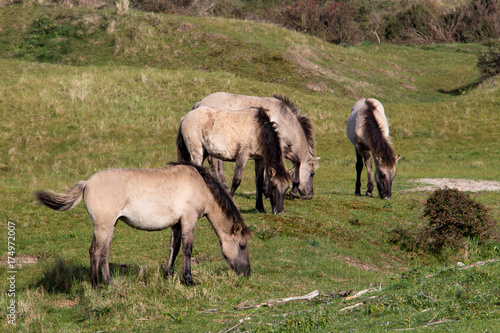 konik horses grazing in nature reserve Oranjezon, Walcheren, Zeeland, Netherlands