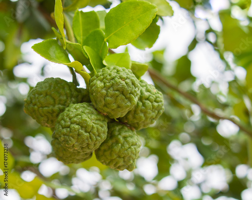 bergamot fruit on branch of tree, ingredient of food and herb