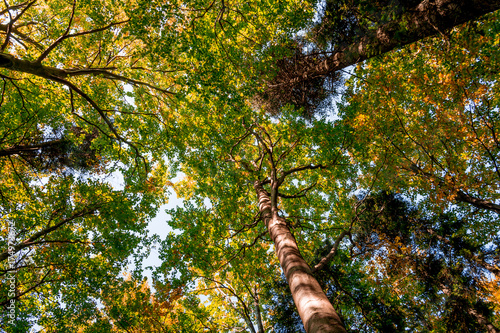 golden forest background in a sunny day in autumn