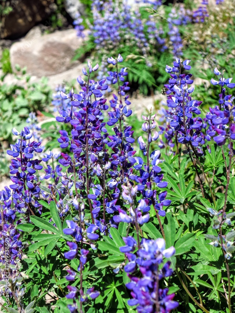 Fototapeta premium Purple Lupine