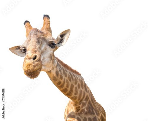 lovely giraffe head isolated on white © missisya