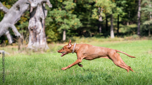 rennender Hund