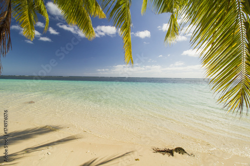 beach ocean palm trees