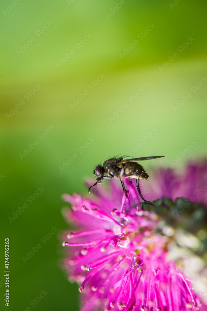 fly on a purple flower and green background fly on a purple flower and green background