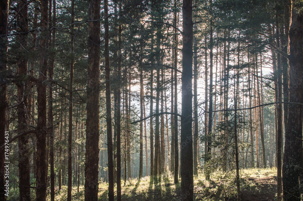 Naklejka premium Sunset behind the trees, Bulgaria, Summer 2016