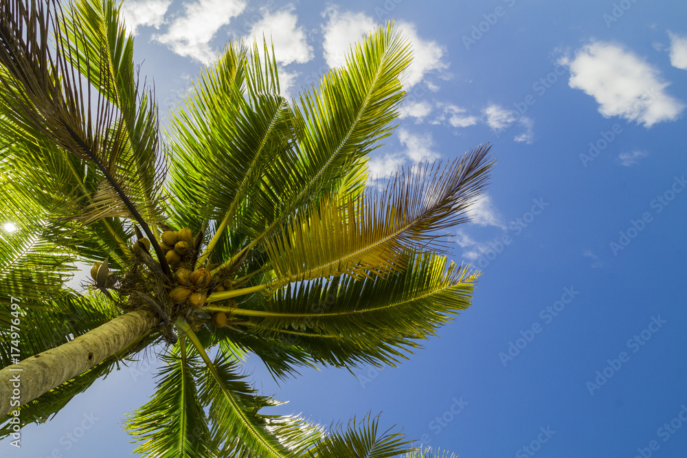 green coconut palm tree leaves above crystal blue sea