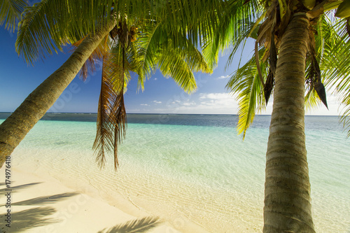 Fototapeta Naklejka Na Ścianę i Meble -  green coconut palm tree leaves above crystal blue sea