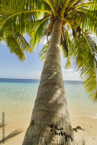 green coconut palm tree leaves above crystal blue sea