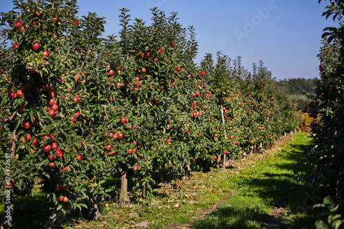 Apple on trees in orchard in fall season © ZoomTeam