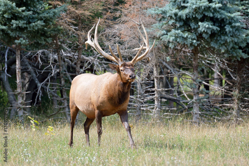 Fototapeta premium elk looking at you