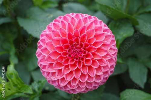 Pink rose dahlia flower, Beautiful bouquet or decoration from the garden