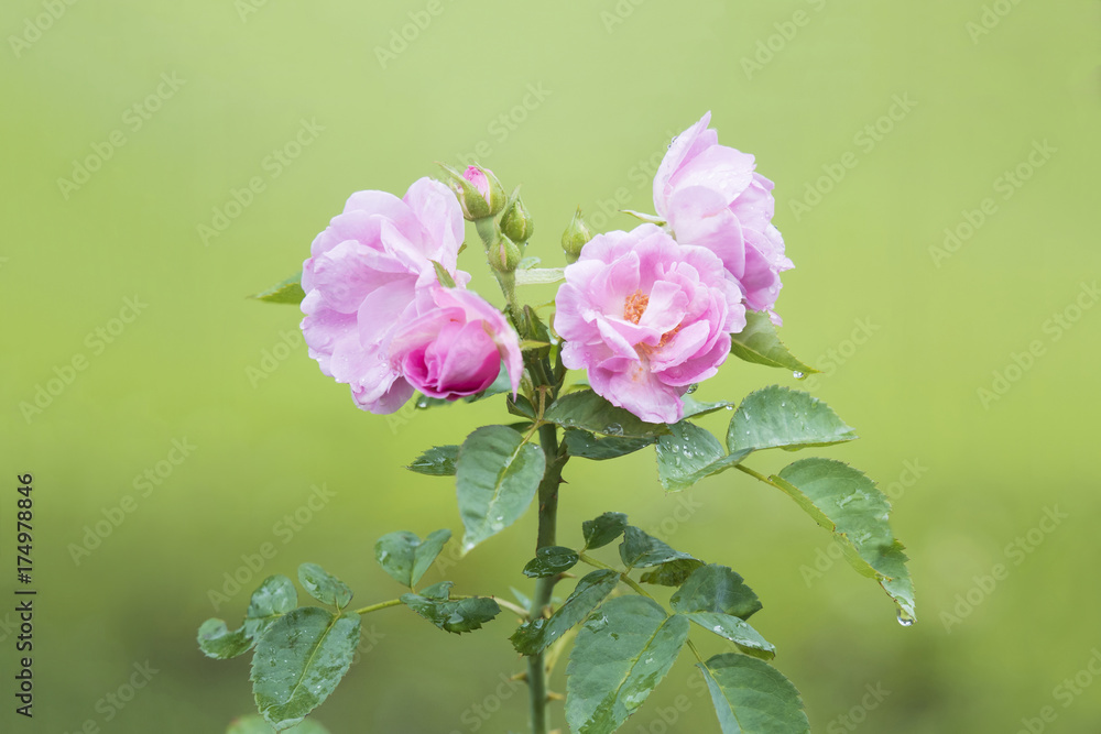 Obraz premium Pink rose, beautiful flower plant in vacation and relaxation concept